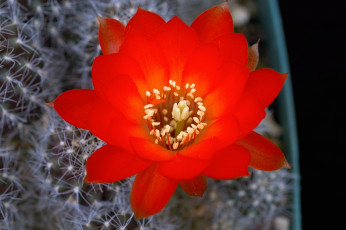 Картинка цветы кактусы яркий красный колючки