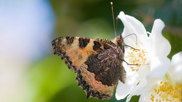 Картинка животные бабочки крилья цветок лепестки