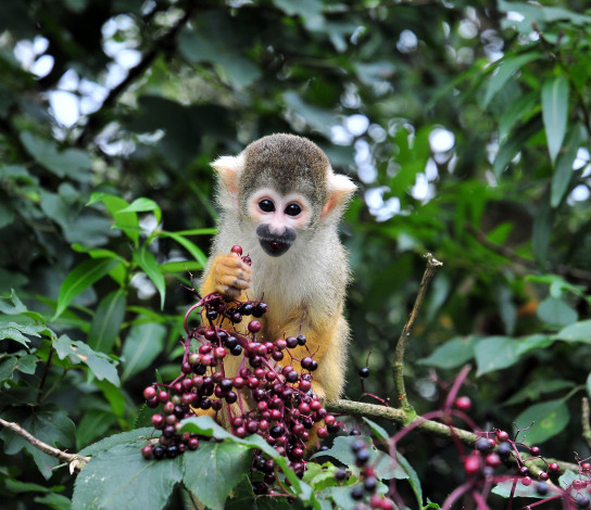 Обои картинки фото животные, обезьяны, ягоды, листья