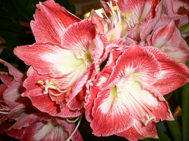 Обои картинки фото амарилис, цветы, амариллисы, гиппеаструмы, красный