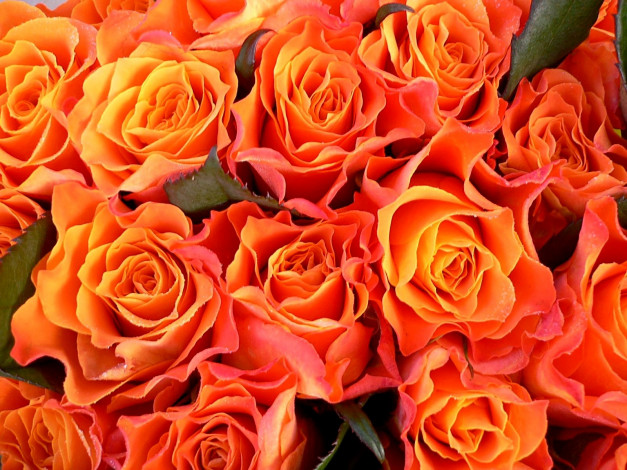 Обои картинки фото цветы, розы, много, оранжевый
