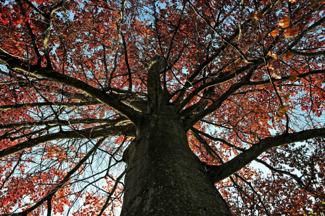 Обои картинки фото природа, деревья, крона, ветки, красный, осень, листья