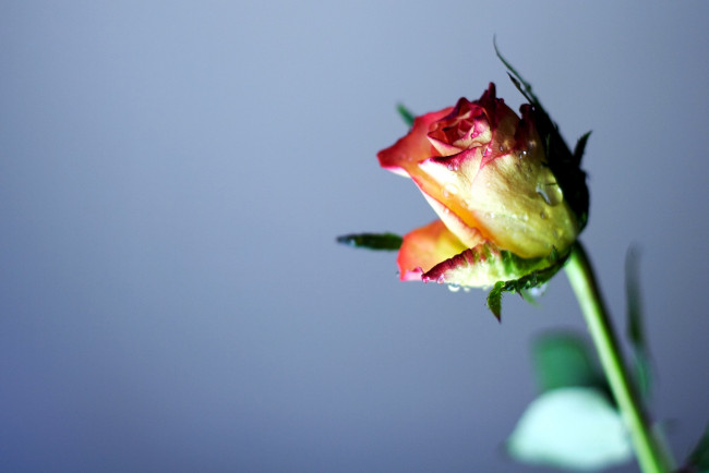 Обои картинки фото цветы, розы, бутон, капли