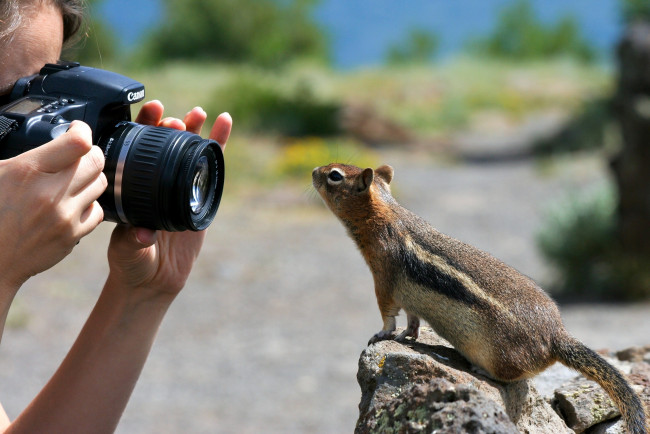 Обои картинки фото животные, бурундуки, фотоаппарат, любопытство