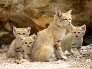 Картинка животные дикие кошки малыши песчаный кот семья