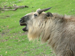 Картинка животные козы баран