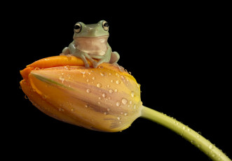 Картинка животные лягушки лягушонок капли тюльпан