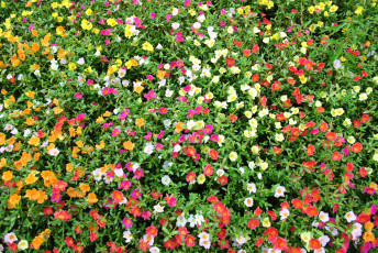 Картинка цветы портулак ковер разноцветный