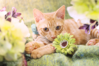 Картинка животные коты рыжий цветы