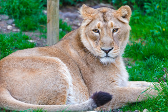 Картинка животные львы красавица львица