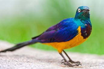 Картинка животные птицы разноцветный