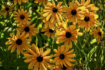 Картинка цветы рудбекия желтые