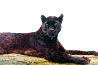 Картинка животные пантеры хищник черный