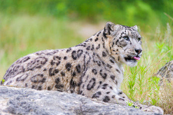 Картинка животные снежный барс ирбис кошка язык леопард хищник
