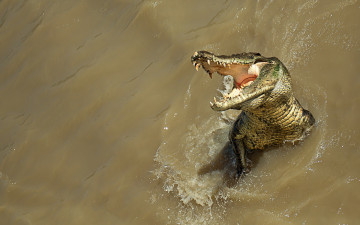 обоя животные, крокодилы, вода