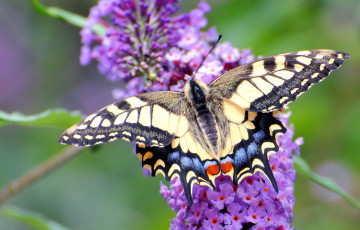 Картинка животные бабочки крылья цветок
