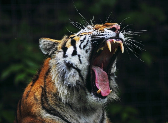 Обои картинки фото tiger, животные, тигры, рык, пасть, тигр