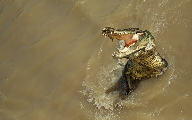 Обои картинки фото животные, крокодилы, вода