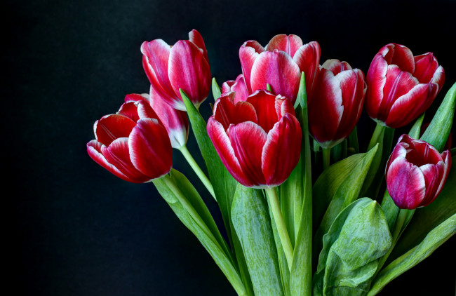 Обои картинки фото цветы, тюльпаны, букет, малиновый