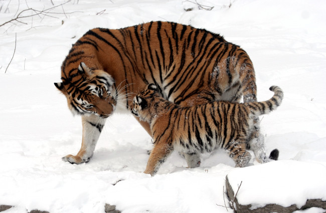 Обои картинки фото животные, тигры, мама, малыш, хищник