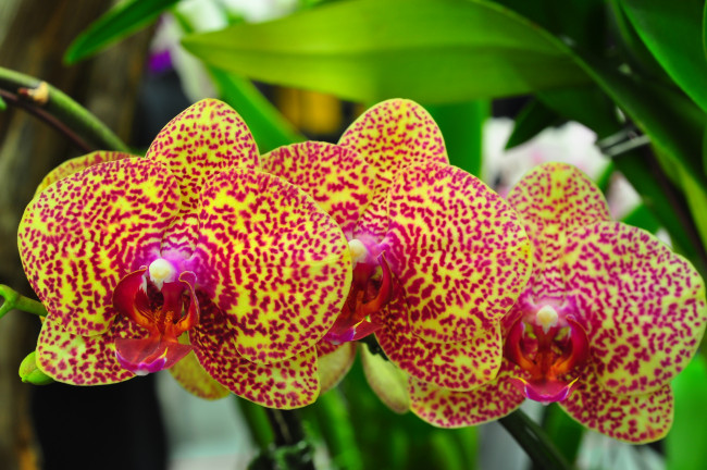 Обои картинки фото цветы, орхидеи, пестрый, оранжевый, ветка