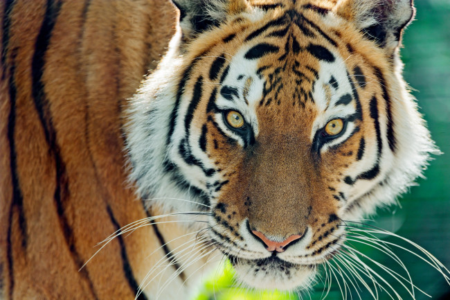 Обои картинки фото животные, тигры, взгляд, морда