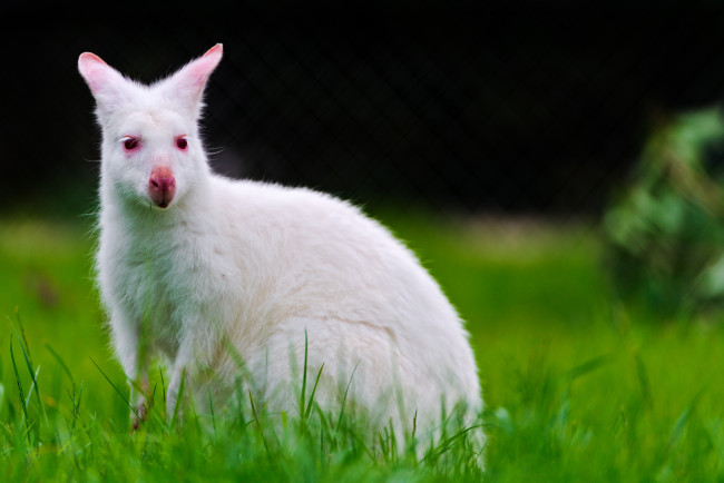Обои картинки фото животные, кенгуру, белый, альбинос