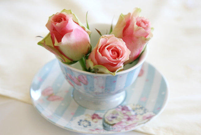 Обои картинки фото цветы, розы, бутоны, блюдце, чашка