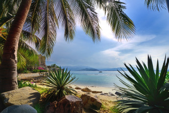 Картинка природа тропики пальма море пляж рай