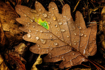Картинка природа листья капли макро дуб
