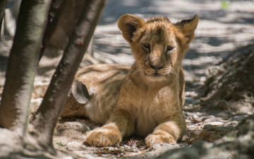 Картинка животные львы львёнок детёныш
