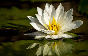 Картинка цветы лилии водяные нимфеи кувшинки отражение белый