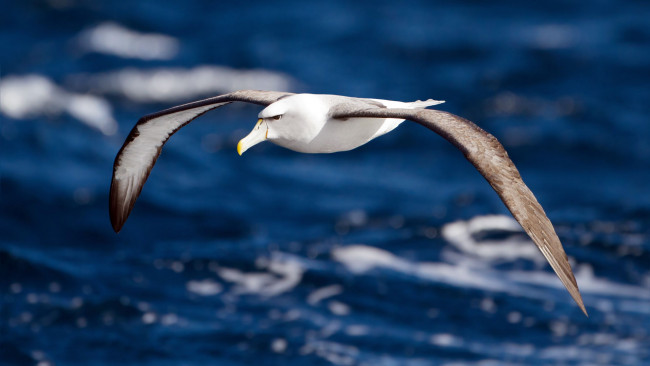 Обои картинки фото аlbatross, животные, альбатросы, размах, крылья, полет, альбатрос, океан