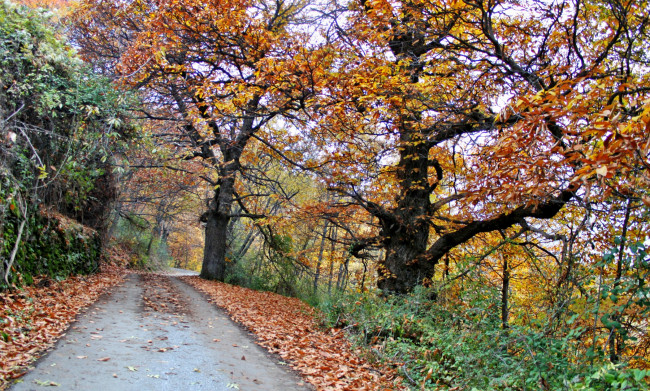 Обои картинки фото природа, дороги, лес, дорога, осень, желтые, кроны
