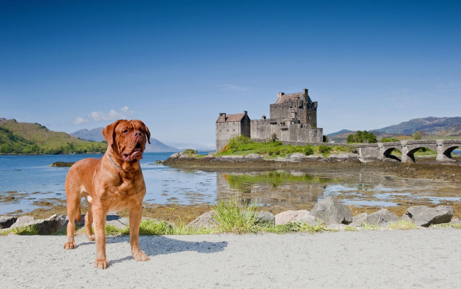 Обои картинки фото животные, собаки, шотландия, дорн, пейзаж, мост, scotland, замок, эйлиан, донан, dornie, eilean, donan, castle, бордоский, дог