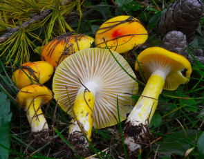 Картинка природа грибы шишки жёлтые