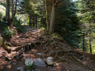 Картинка природа лес пригорок дерево корни