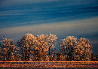 Картинка природа зима поле деревья иней небо