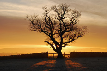 Картинка природа деревья eden valley англия закат fellsiders photography свет солнце дерево