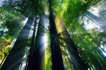 Картинка природа деревья август лето лучи свет лес калифорния сша