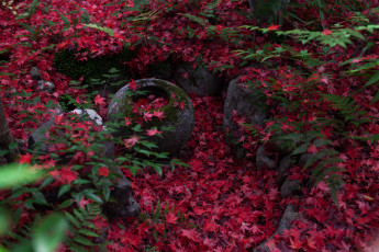 Картинка природа листья клён японский киото Япония камни папоротник листва осень violatango photography мох