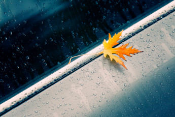 Картинка природа листья машина лист жёлтый капли осень макро