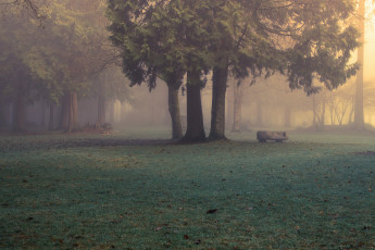 Картинка природа парк утро туман лес evan kemper рhotography