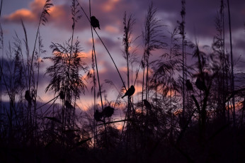 Картинка природа другое serena pirredda photography закат воробьи птицы
