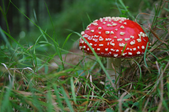 Картинка природа грибы +мухомор трава гриб мухомор