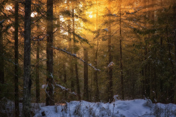 Картинка природа лес peter sinclair photography свет зима остров ванкувер британская колумбия