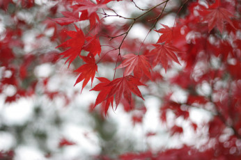 Картинка природа листья ветки красные боке размытость клен дерево