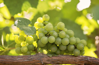 Картинка природа плоды гроздь белый виноград виноградник ветка