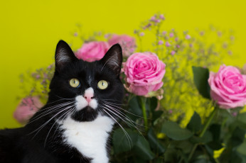 Картинка животные коты цветы фон киса чёрно-белая букет розы