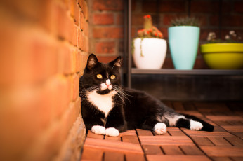 Картинка животные коты кирпич стена киса чёрно-белая взгляд